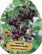 Cherry varieties Vladimirskaya Photo and characteristics
