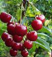 Cherry varieties Raspletka (Visloukha, Raspletka saratovskaya, Shpanka) Photo and characteristics