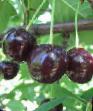 Cherry varieties Rossoshanskaya chernaya Photo and characteristics