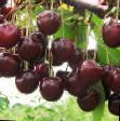 Cherry varieties Stojjkaya Photo and characteristics
