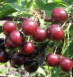Cherry varieties Tamaris Photo and characteristics