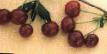 Cherry varieties Ashinskaya Photo and characteristics