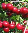 Cherry varieties Saratovskaya malyshka Photo and characteristics