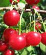 Cherry varieties Pren korajj Photo and characteristics