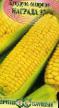 Corn varieties Nagrada 97 Photo and characteristics