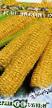 un maïs les espèces Utrennyaya pesnya F1 Photo et les caractéristiques
