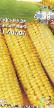 Corn varieties Anava F1 Photo and characteristics