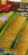 Corn varieties Rannyaya Lakomka Photo and characteristics