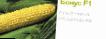 Corn varieties Bonus F1 (Singenta) Photo and characteristics