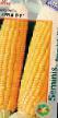Corn varieties Sheba R F1 Photo and characteristics