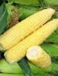 Kukuřice druhy Signet F1 fotografie a charakteristiky