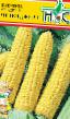 Corn varieties Chelendzher f1 Photo and characteristics