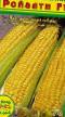 Corn varieties Rojjalti F1 Photo and characteristics