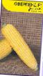 Corn varieties Overlend F1 Photo and characteristics
