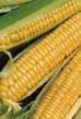 Corn varieties Ivushka Photo and characteristics