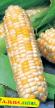 Corn varieties Moloko i med Photo and characteristics