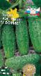 Cucumbers varieties Boris F1 Photo and characteristics