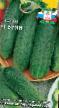 Cucumbers varieties Buyan F1 Photo and characteristics