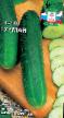 Cucumbers varieties Gurman Photo and characteristics