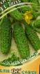 Cucumbers varieties Zyatek F1  Photo and characteristics