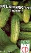 Cucumbers varieties Movir-1 F1  Photo and characteristics