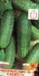 Cucumbers  Sadko F1 grade Photo