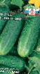 Cucumbers  Sovetskijj grade Photo