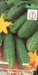 Cucumbers varieties Sonet F1 Photo and characteristics