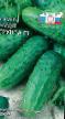 Краставици сортове Чудо грунта F1 снимка и характеристики
