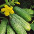 Cucumbers varieties Bidretta F1 Photo and characteristics