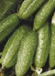 Cucumbers  Konni F1 grade Photo