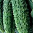Cucumbers  Korol Rynka F1 grade Photo