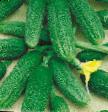 Cucumbers varieties Naf-Fanto F1 Photo and characteristics