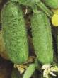 Cucumbers varieties Pasadena F1 Photo and characteristics