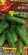 Cucumbers varieties Balet F1 Photo and characteristics