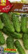 Cucumbers varieties Bratec Ivanushka F1 Photo and characteristics