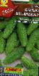 Cucumbers  Vanka-vstanka F1 grade Photo