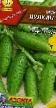 Cucumbers varieties Vulkan F1 Photo and characteristics
