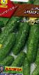 Cucumbers varieties Erokha F1 Photo and characteristics