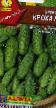 Cucumbers  Krokha F1 grade Photo