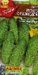 Cucumbers varieties Russkijj samorodok F1 Photo and characteristics