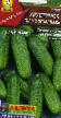 Cucumbers  Khrustichok F1 grade Photo