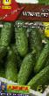 Cucumbers varieties Shpingalet F1 Photo and characteristics
