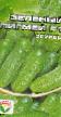 Krastavci razredi (sorte) Zelenyjj pigmejj F1 Foto i karakteristike