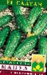 Cucumbers varieties Saltan F1 Photo and characteristics