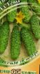 Cucumbers  Teshha F1  grade Photo
