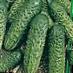 Cucumbers varieties Paratunka F1 Photo and characteristics