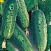Cucumbers varieties Aktjor F1 Photo and characteristics