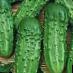 Cucumbers varieties Kaskadjor F1 Photo and characteristics