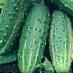 Cucumbers  Regiya F1 grade Photo